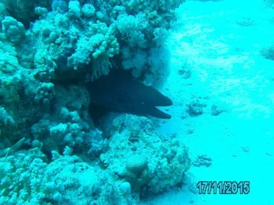 Egypt - severní safari, fotografie 163