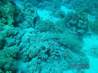 Egypt - severní safari, fotografie 167