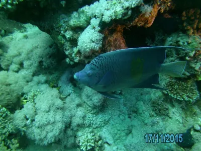 Egypt - severní safari, fotografie 176
