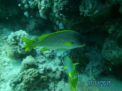 Egypt - severní safari, fotografie 179