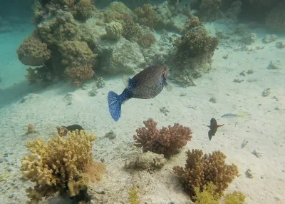 Egypt - Jižní safari, fotografie 7