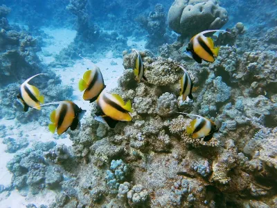 Egypt - Jižní safari, fotografie 13