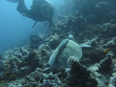 Egypt - Marsa Alam, fotografie 3