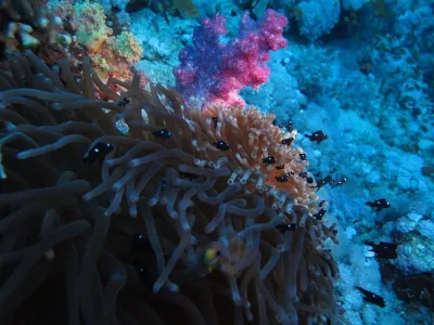 Egypt - Safari, fotografie 24