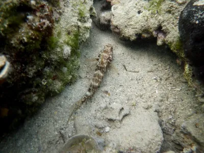 Puntižela bay - HR, fotografie 28