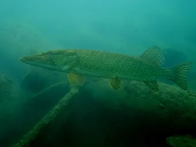 Lom Šošůvka, fotografie 435