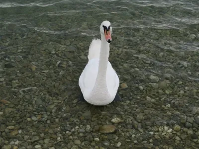 Senec - Guláška lokalita č.1, fotografie 13