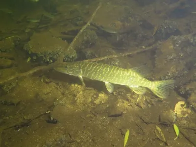Dalešice - Wilsonka, fotografie 129