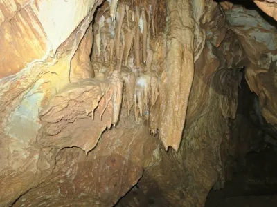 Plazivá kačena, fotografie 126
