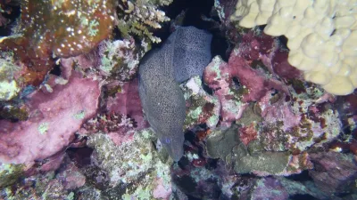 Egypt - Jižní safari, fotografie 24