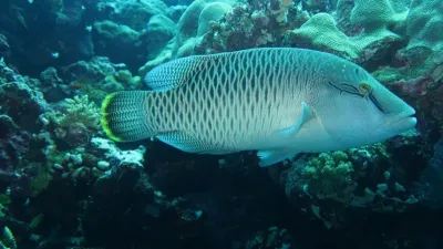 Egypt - Jižní safari, fotografie 37