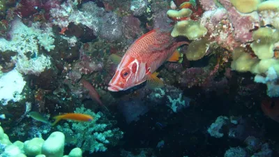 Egypt - Jižní safari, fotografie 38