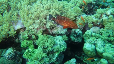 Egypt - Jižní safari, fotografie 119