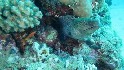 Egypt - Jižní safari, fotografie 132