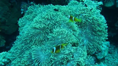 Egypt - Jižní safari, fotografie 134
