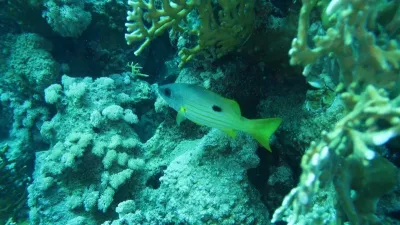 Egypt - Jižní safari, fotografie 262