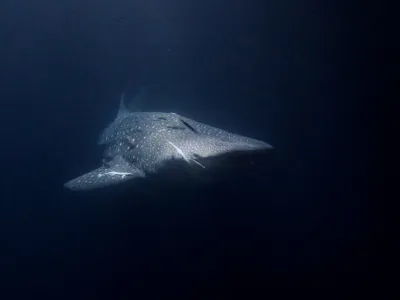 Maledivy - Indický oceán, fotografie 91